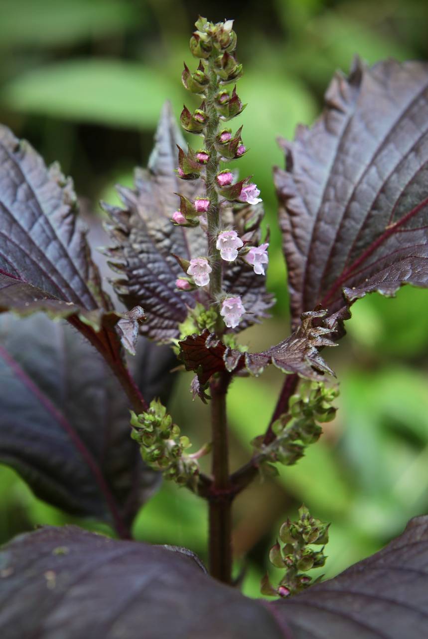 Photo of Purple Perilla